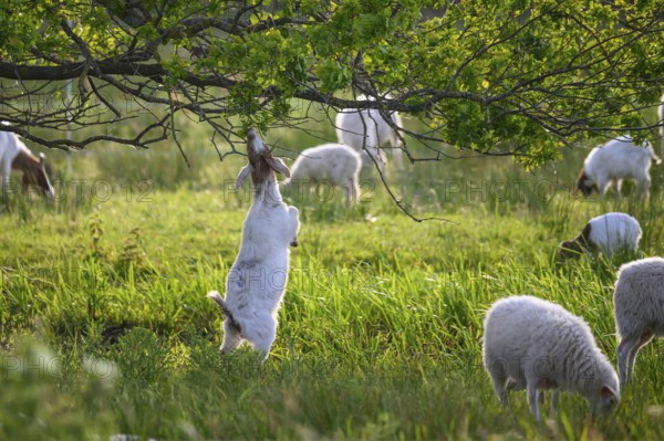 A goat standing on its hind legs, eating the leaves of an oak (Quercus robur), surrounded by other goats and sheep Grazing Pasture farming Free-range farming, Dümmer nature park Park, Lower Saxony, Germany
