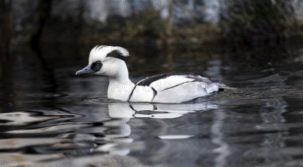 Red-breasted Merganser (Mergellus albellus), swimming in the water, Alaska, USA