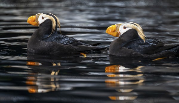 Yellow-crested Puffin (Fratercula cirrhata), two birds swimming in the water, Alaska, USA
