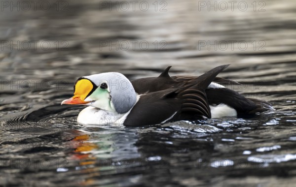 Common Eider (Somateria spectabilis), male swimming in the water, Alaska, USA