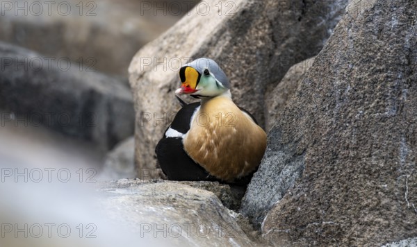 Common Eider (Somateria spectabilis), male sitting on rocks, Alaska, USA
