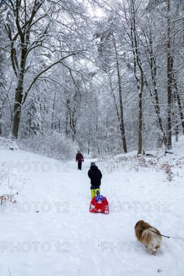 Family goes sledding in the woods, dog, Sieversen, Samtgemeinde Rosengarten, Lower Saxony, Germany