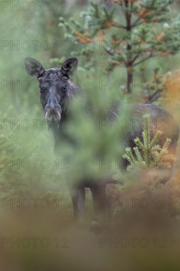 A young bull moose (Alces alces) stands in a spruce forest and observes the photographer, secretly, Sweden