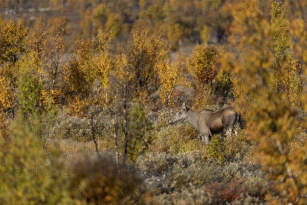 A moose cow (Alces alces) enjoys the first warming rays of the morning sun, autumn, Ruska, rut, moose rut, Norway