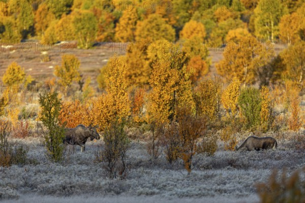 The young bull moose (Alces alces) cautiously approaches a young female and no other male seems to stand in the way of the cosy togetherness, hoarfrost, autumn, Ruska, rut, moose rut, Norway