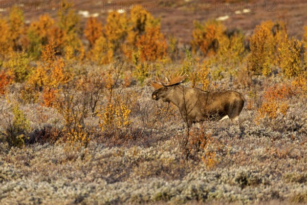 During the rut, bull moose (Alces alces) are constantly on the lookout for mating females in their territory, autumn, Ruska, rut, moose rut, Norway