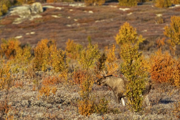 A bull moose (Alces alces) in autumn in Scandinavia, Ruska, rut, moose rut, Norway