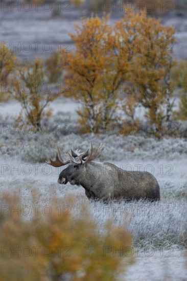 The bull moose (Alces alces) cautiously follows the female, hoarfrost, autumn, Ruska, rut, moose rut, Norway