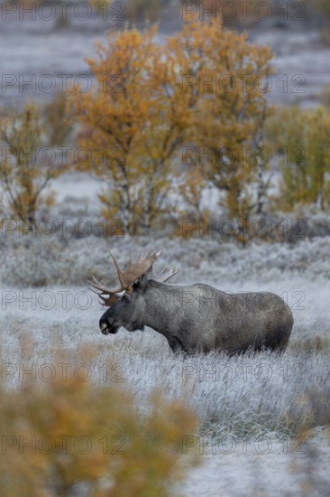 Rutting bull moose (Alces alces) slowly sway their heads back and forth, making soft, barely perceptible rutting sounds, hoarfrost, autumn, Ruska, rut, moose rut, Norway
