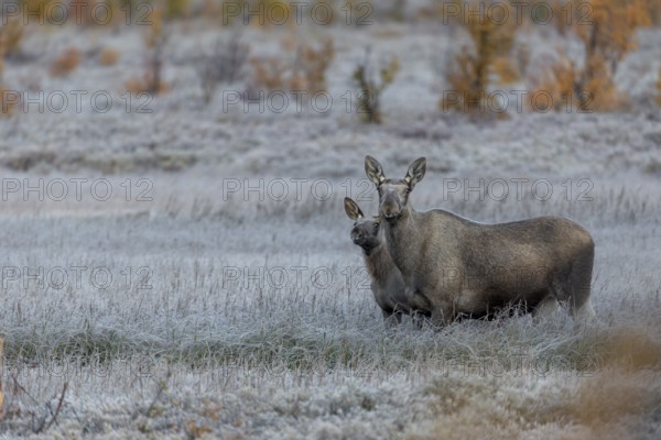 The moose cow (Alces alces) and the calf were also made nervous by the noise of the photographers, only after a few minutes did they calm down, hoarfrost, autumn, Ruska, rut, moose rut, Norway