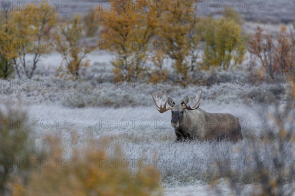 The reward for the long wait at -5 degrees Celsius, the bull moose (Alces alces) slowly approaches the female and also the photographer, hoarfrost, autumn, Ruska, rut, moose rut, Norway
