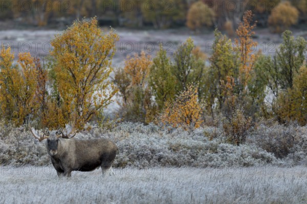 I watch the spectacle of the 3 photographers until I'm sick to death, to my surprise they retreat and disappear, fortunately peace returns to me and also to the bull moose (Alces alces), hoarfrost, autumn, Ruska, rut, moose rut, Norway
