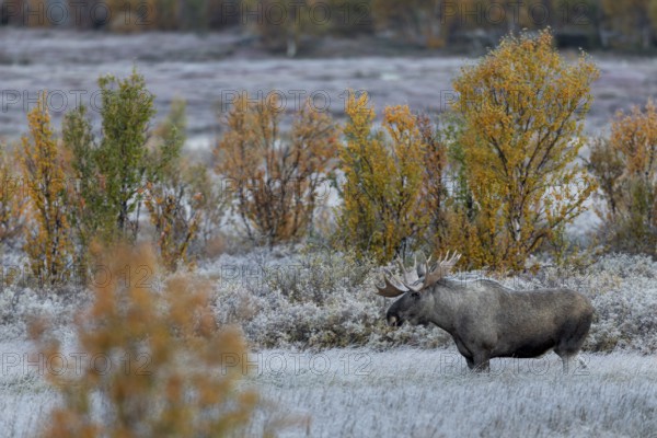 The bull moose (Alces alces) attentively observes the cow moose, it is mid-September and the rut is slowly beginning, hoarfrost, autumn, Ruska, moose rut, Norway