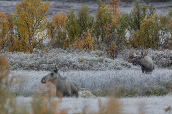 From mid-September the bull moose (Alces alces) begin to search for rutting females, hoarfrost, autumn, Ruska, rut, moose rut, Norway
