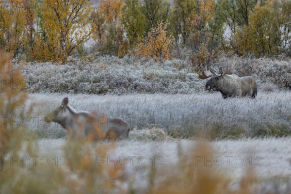 The bull moose (Alces alces) attentively observes the female while the calf follows the mother, hoarfrost, autumn, Ruska, rut, moose rut, Norway