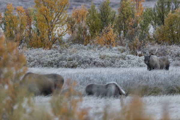 After a few minutes have passed, the moose calf joins the mother, the moose shoveler (Alces alces) keeps its distance and observes the action, hoarfrost, autumn, Ruska, rut, moose rut, Norway