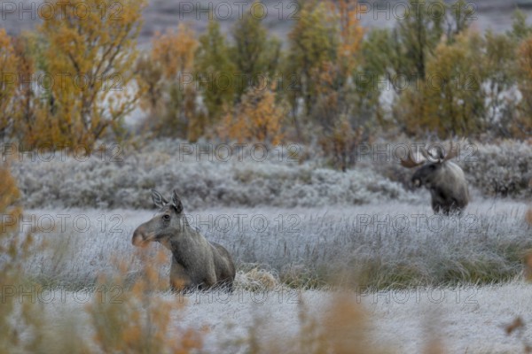 A wonderful nature experience awaits me this morning, when I arrive at my destination, a moose shoveler (Alces alces) and a moose cow stand in front of me, later I also discover the calf, hoarfrost, autumn, Ruska, rut, moose rut, Norway