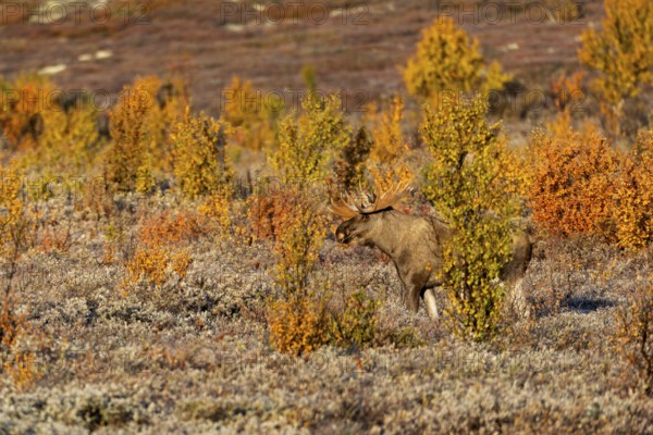 During the rut, the otherwise rather secretive bull moose (Alces alces) can be easily observed in some areas, autumn, Ruska, moose rut, Norway