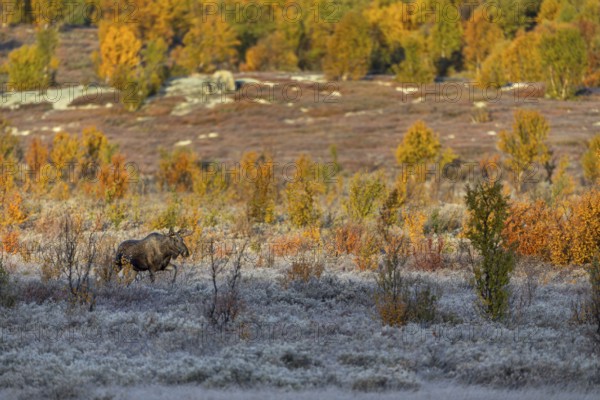 A young bull moose (Alces alces) walks towards a cow moose in the warm light of the morning sun, hoarfrost, autumn, Ruska, rut, moose rut, Norway