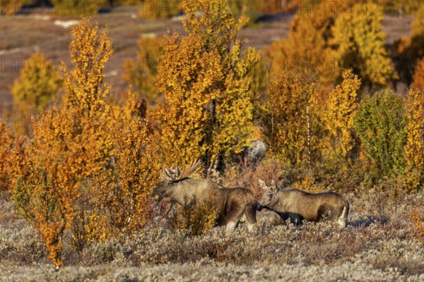 The bull moose (Alces alces) has only briefly tested the young female's readiness to mate, autumn, Ruska, rut, moose rut, Norway