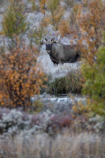 I've been photographing this bull moose (Alces alces) for 20 minutes and I'm happy about the comparatively long time that allows me to take pictures calmly and deliberately, hoarfrost, autumn, Ruska, rut, moose rut, Norway