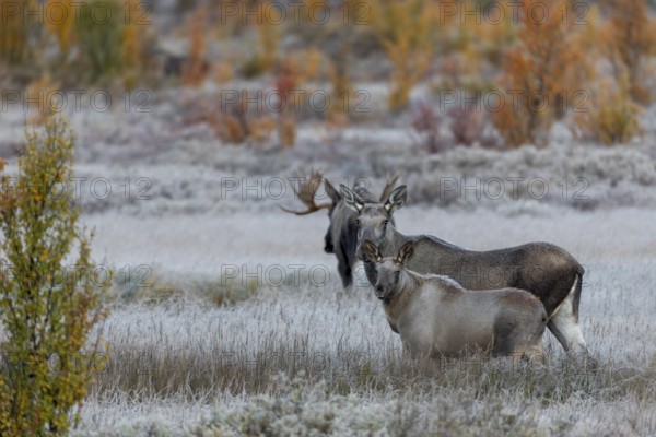 The moose bull (Alces alces) seeks proximity to the moose cow, but is nevertheless not intrusive, hoarfrost, autumn, Ruska, rut, moose rut, Norway