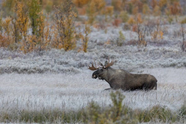 Despite the female's unwillingness to mate, the bull moose (Alces alces) dares to make another approach, hoarfrost, autumn, Ruska, rut, moose rut, Norway