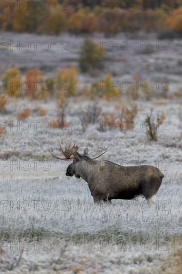 In the wider area, younger males move through the marshland and are closely watched by the older bull moose (Alces alces), hoarfrost, autumn, Ruska, rut, moose rut, Norway