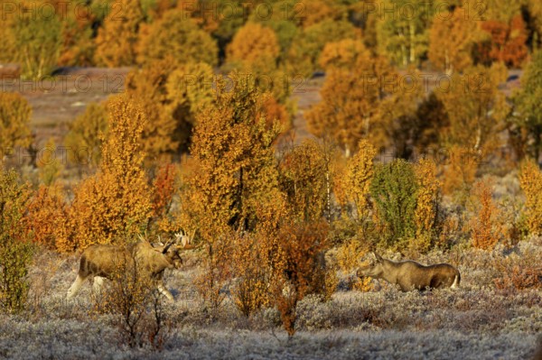 Suddenly the moose shoveler (Alces alces) reappears and approaches the young cow moose, concealed by a birch tree, the young bull moose stands between them, autumn, Ruska, rut, moose rut, Norway