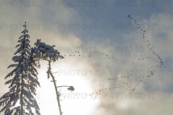 Snowy trees, conifers, flying goose swarm, clouds, forest, snow, winter, Sieversen, Samtgemeinde Rosengarten, Lower Saxony, Germany