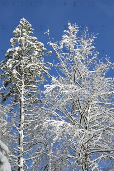 Snowy trees, forest, snow, winter, Sieversen, Samtgemeinde Rosengarten, Lower Saxony, Germany