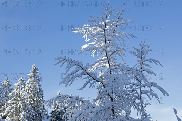 Snowy trees, forest, snow, winter, Sieversen, Samtgemeinde Rosengarten, Lower Saxony, Germany