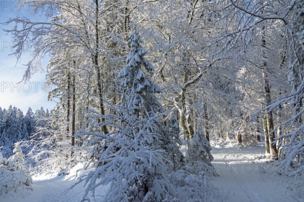 Snowy trees, forest, trails, snow, winter, Sieversen, Samtgemeinde Rosengarten, Lower Saxony, Germany