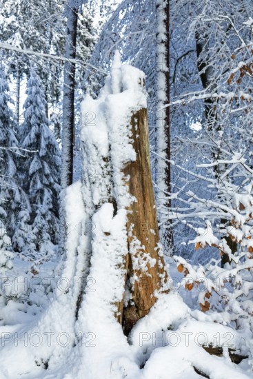 Snowy tree stump, tree trunk, forest, snow, winter, Sieversen, Samtgemeinde Rosengarten, Lower Saxony, Germany