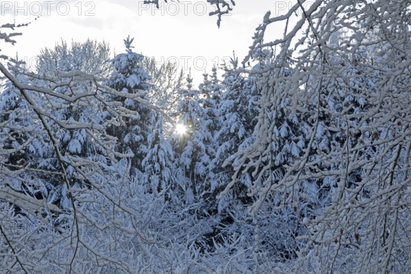 Snowy trees, forest, sun, snow, winter, Sieversen, Samtgemeinde Rosengarten, Lower Saxony, Germany
