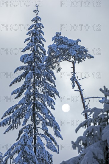Snowy trees, conifers, sun, forest, snow, winter, Sieversen, Samtgemeinde Rosengarten, Lower Saxony, Germany