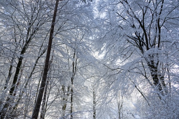 Snowy trees, treetops, forest, snow, winter, Sieversen, Samtgemeinde Rosengarten, Lower Saxony, Germany