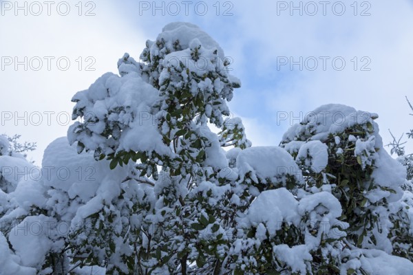 Snowy trees, snow, winter, Sieversen, Samtgemeinde Rosengarten, Lower Saxony, Germany