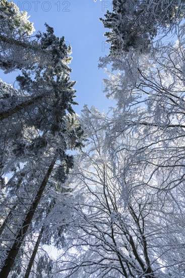 Snowy trees, treetops, forest, snow, winter, Sieversen, Samtgemeinde Rosengarten, Lower Saxony, Germany