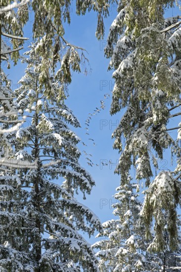 Snowy trees, conifers, flying goose swarm, forest, snow, winter, Sieversen, Samtgemeinde Rosengarten, Lower Saxony, Germany