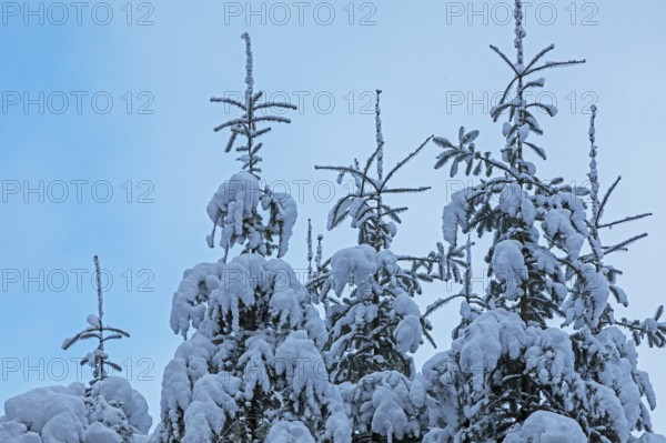 Snowy trees, conifers, forest, snow, winter, Sieversen, Samtgemeinde Rosengarten, Lower Saxony, Germany