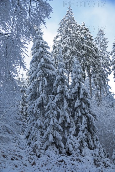 Snowy trees, conifers, forest, snow, winter, Sieversen, Samtgemeinde Rosengarten, Lower Saxony, Germany