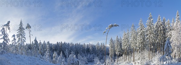 Snowy trees, conifers, photomerge, panoramic view, forest, snow, winter, Sieversen, Samtgemeinde Rosengarten, Lower Saxony, Germany