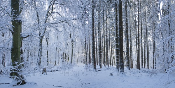 Snowy trees, tree trunks, photomerge, panoramic view, forest, snow, winter, Sieversen, Samtgemeinde Rosengarten, Lower Saxony, Germany