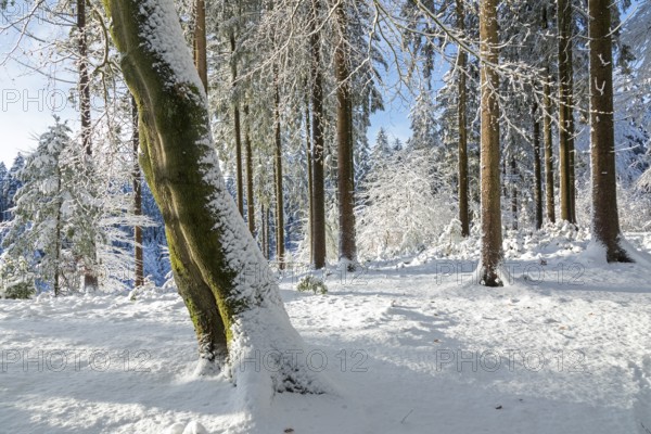 Snowy trees, tree trunks, forest, snow, winter, Sieversen, Samtgemeinde Rosengarten, Lower Saxony, Germany