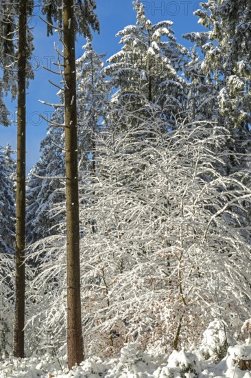 Snowy trees, tree trunks, forest, snow, winter, Sieversen, Samtgemeinde Rosengarten, Lower Saxony, Germany