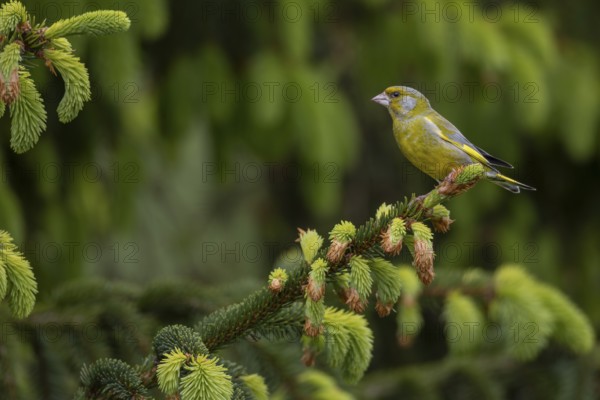 Sitting on an exposed branch, the male greenfinch (Chloris chloris) can keep a good watch over its territory, breeding season, Germany
