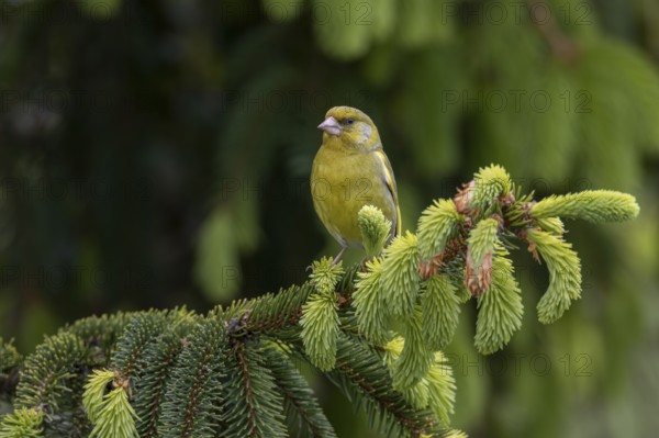 A male greenfinch (Chloris chloris) sitting on a branch, the fresh green of the spruce shoots emphasises the time of late spring, breeding season, Germany