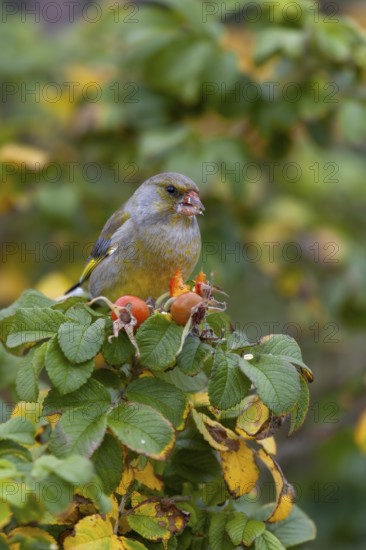 A male greenfinch (Chloris chloris) eating the seeds of the potato rose (Rosa rugosa), Helgoland, Germany