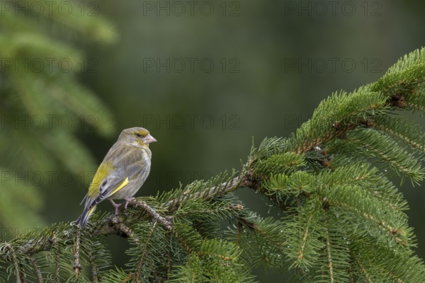A female greenfinch (Chloris chloris) sitting on a spruce branch, breeding season, Germany